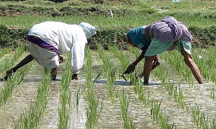 Farmers tending to rice fields in India. Rice is among the top items exported from the country.