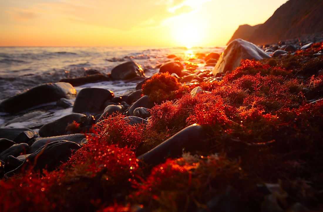 Red algae on the Mexican coast. 