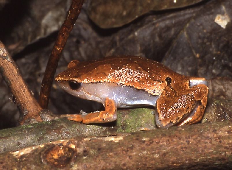 An Amazon Sheep Frog.