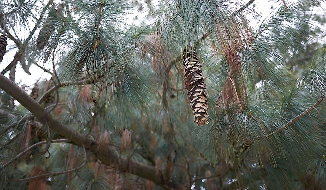 Branches and cones of a white pine.