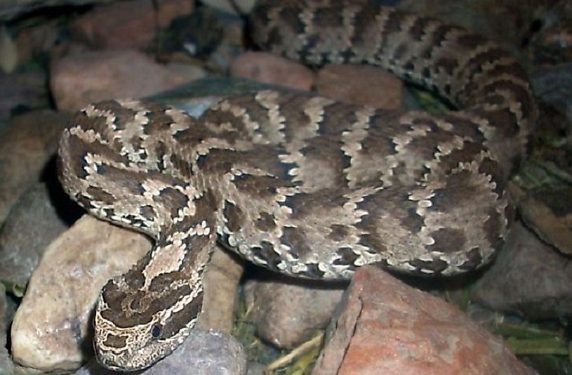 A Halys Pit Viper moving over rocks at night.