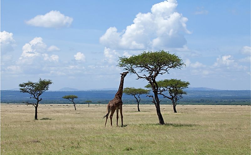 Giraffe browsing on Acacia on the Masai Mara.