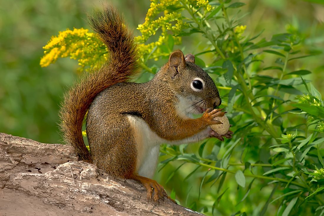 Tamiasciurus hudsonicus. 