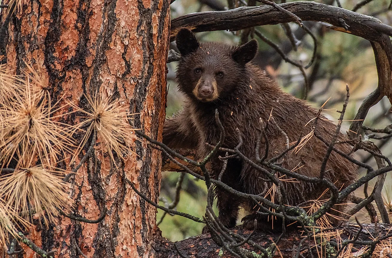 Black Bear Cub in a Pine Tree