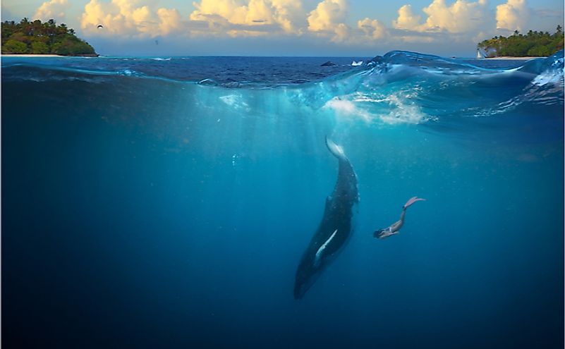 Humpback Whale underwater girl diving in tropical water.
