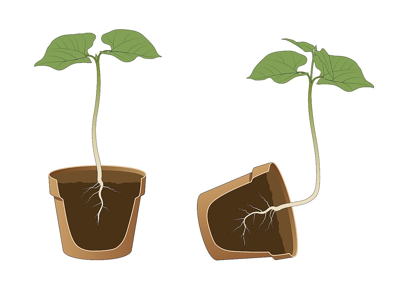 Positive and negative geotropism . 