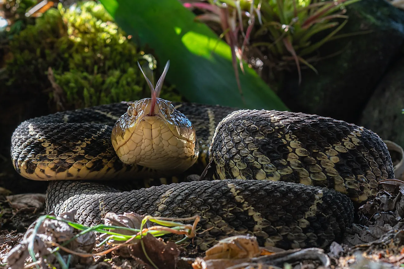 A Central American bushmaster (Lachesis stenophrys)