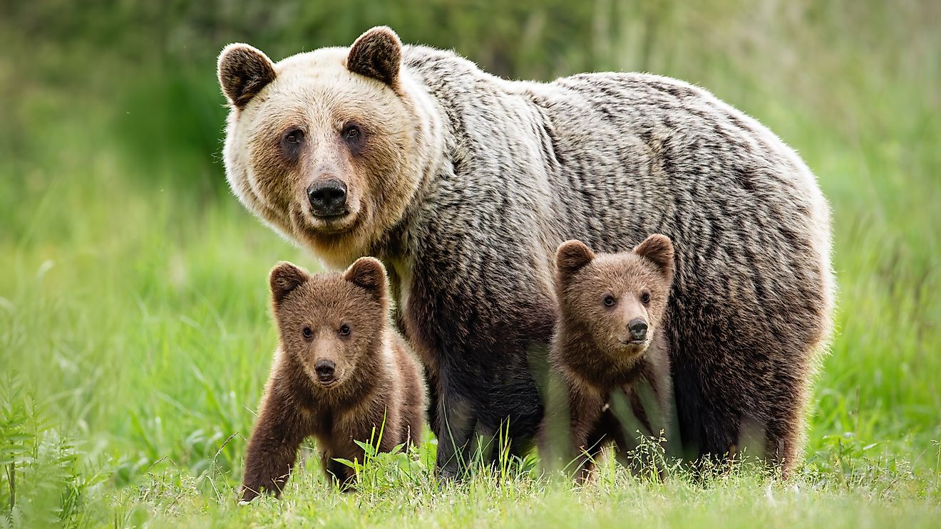 A female brown bear with her cubs. Image credit: Wildmedia/Shutterstock.com