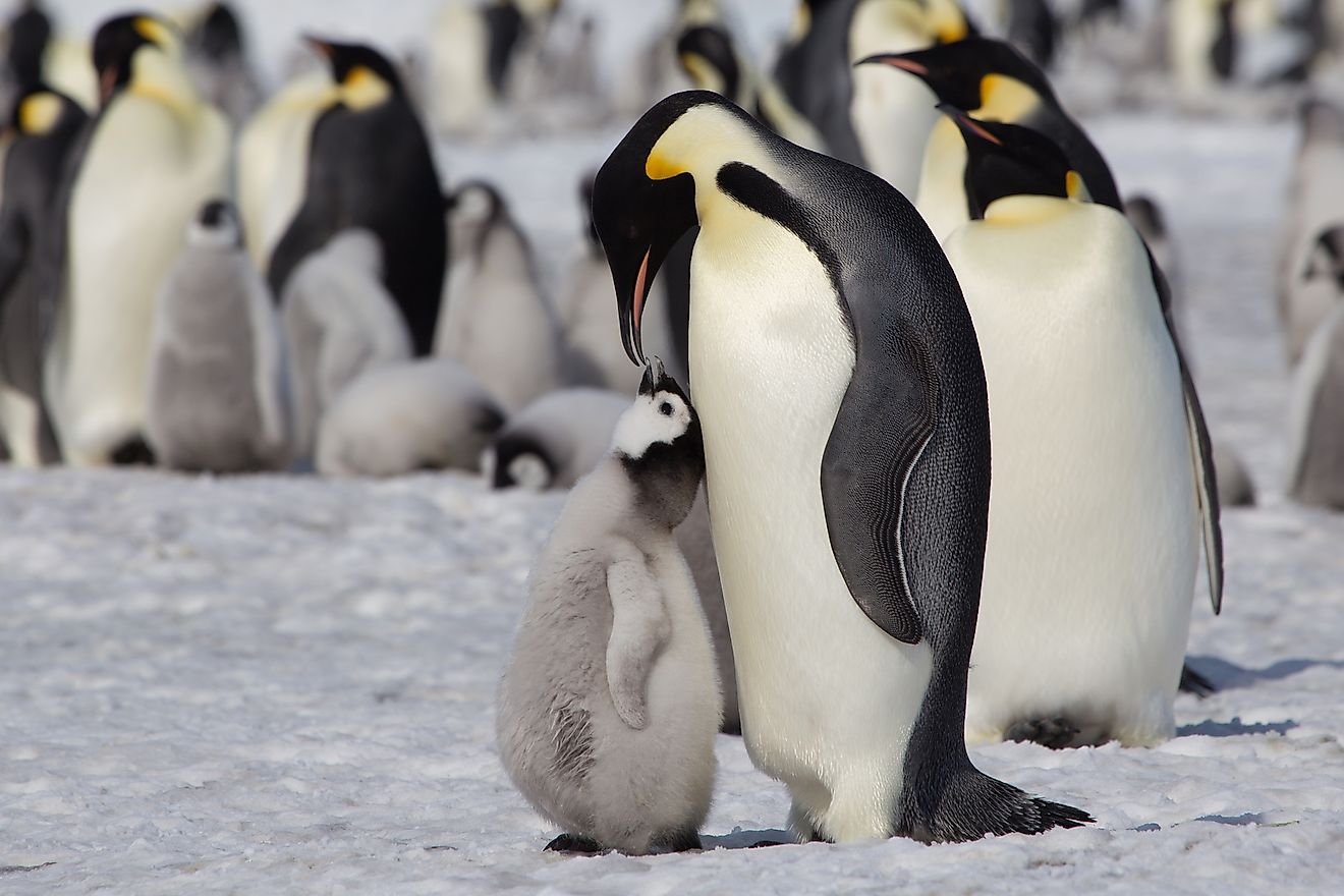 Emperor Penguin feeding its chick at Snow Hill Emperor Penguin Colony, Antarctica. Image credit:  Robert Mcgillivray/Shutterstock.com