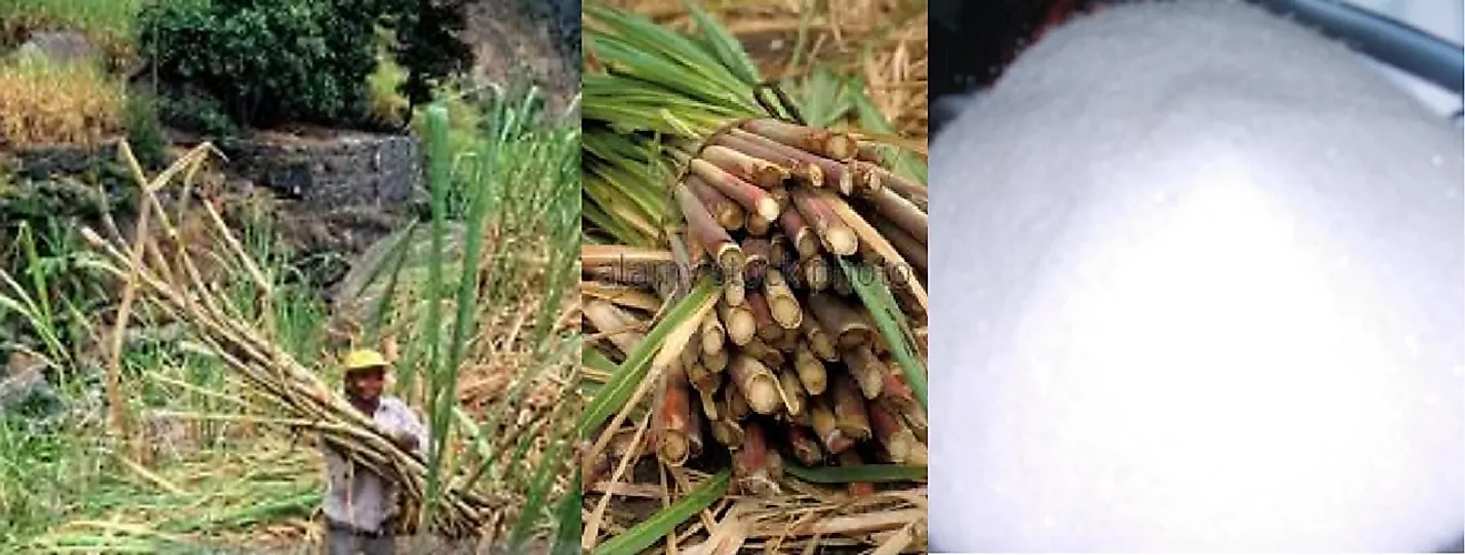 Sugar cane and refined sugar are some of Cape Verde's most important exported foodstuffs.