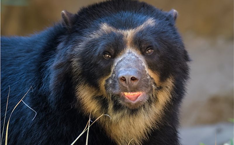 Closeup of an Andean bear.