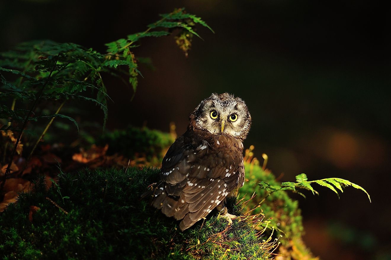 Boreal Owl standing on the moss in the wood. Image credit: Stanislav Duben/Shutterstock.com