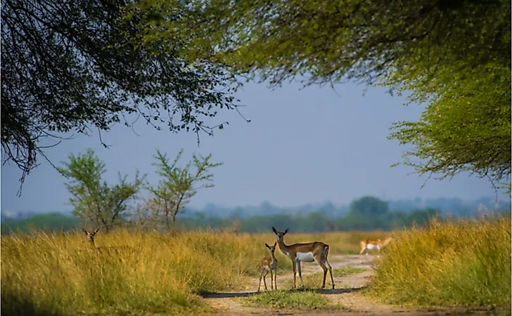 Blackbuck and fawn in a beautiful open grass field at the Tal Chhapar Sanctuary, Rajasthan, india