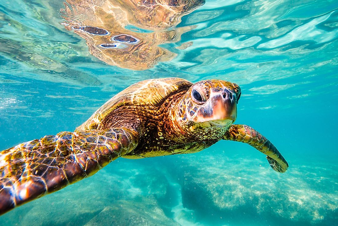 A Hawaiian green sea turtle. 