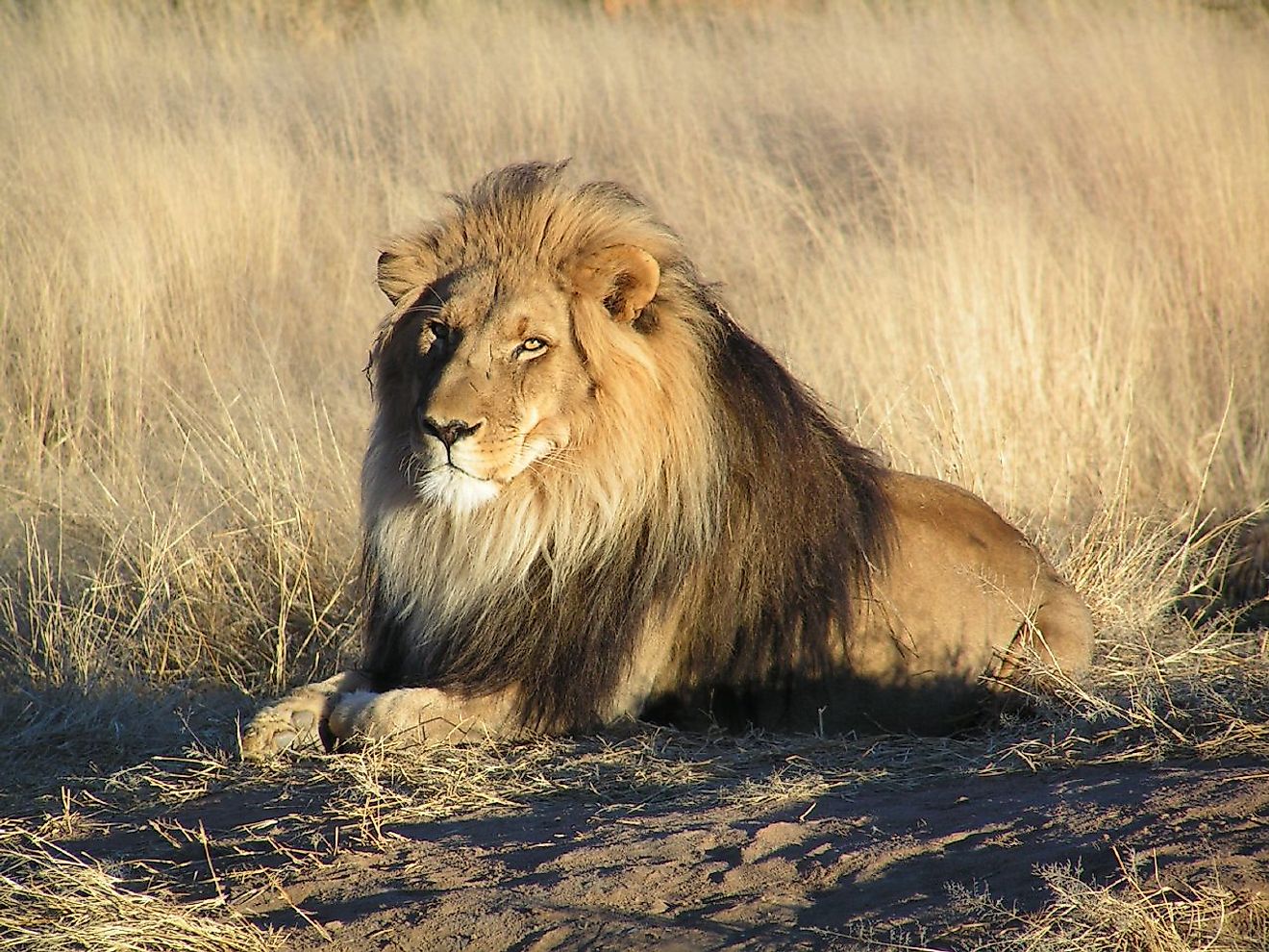 El león, que representa el coraje y la valentía, es un animal nacional de muchos países.