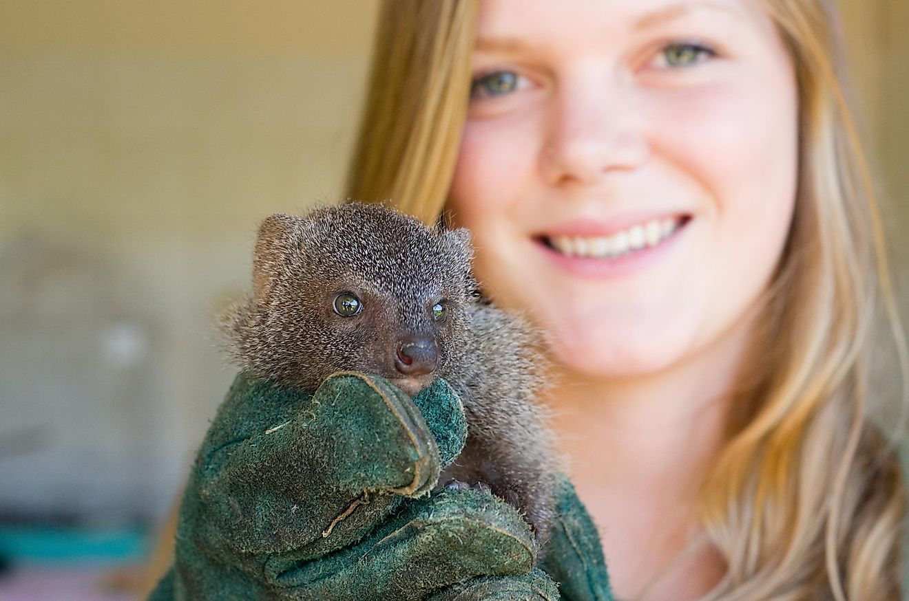 Volunteering is a noble act that everyone should appreciate, and you would directly help save animals and their habitats. Image credit: Africa Rising / Shutterstock.com