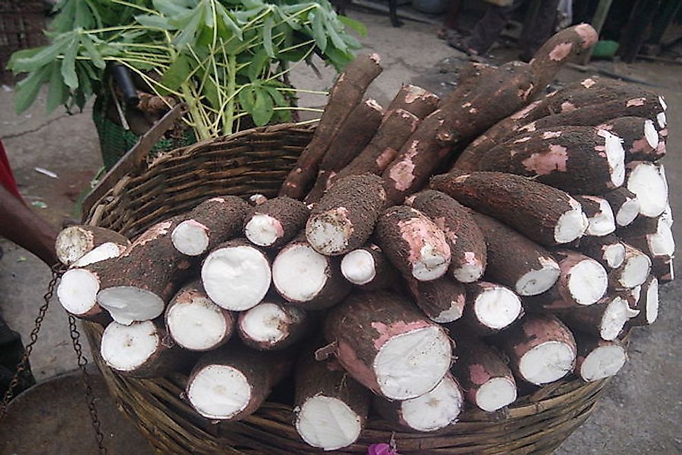 Harvested cassava ready to be processed.