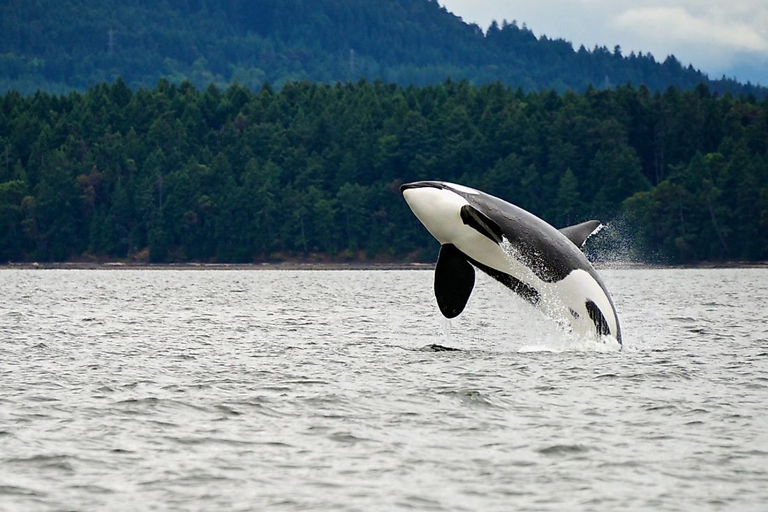 A killer whale on the west coast of Canada. 