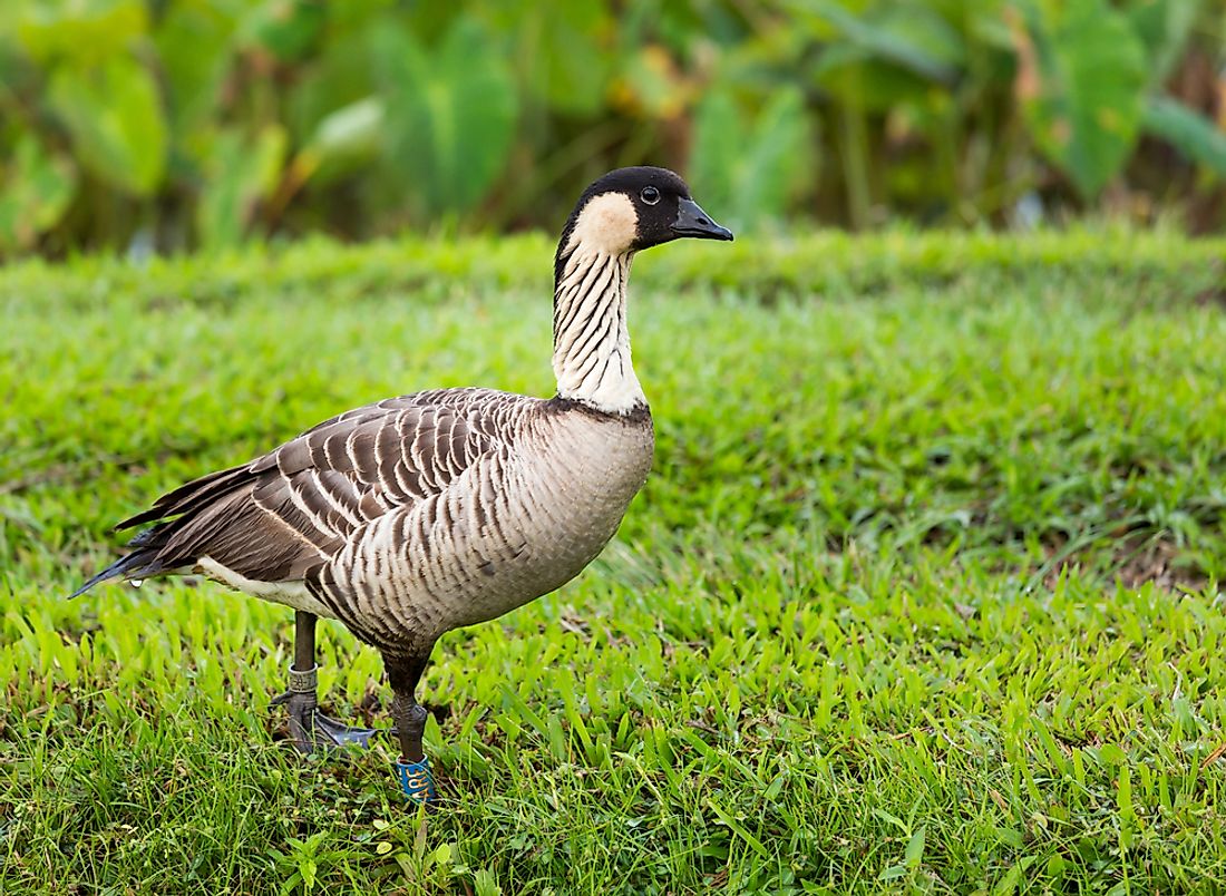 The nene (or Hawaiian goose) is the state bird of Hawaii. 