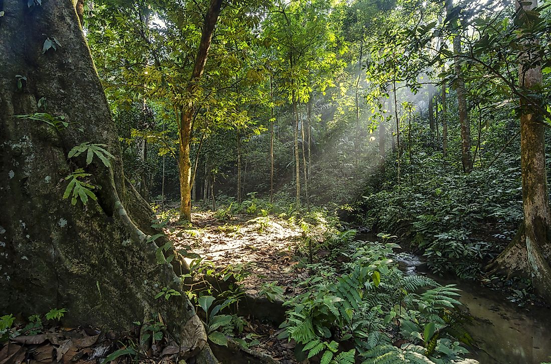 The forest surrounding the Kanching Falls in Malaysia. 
