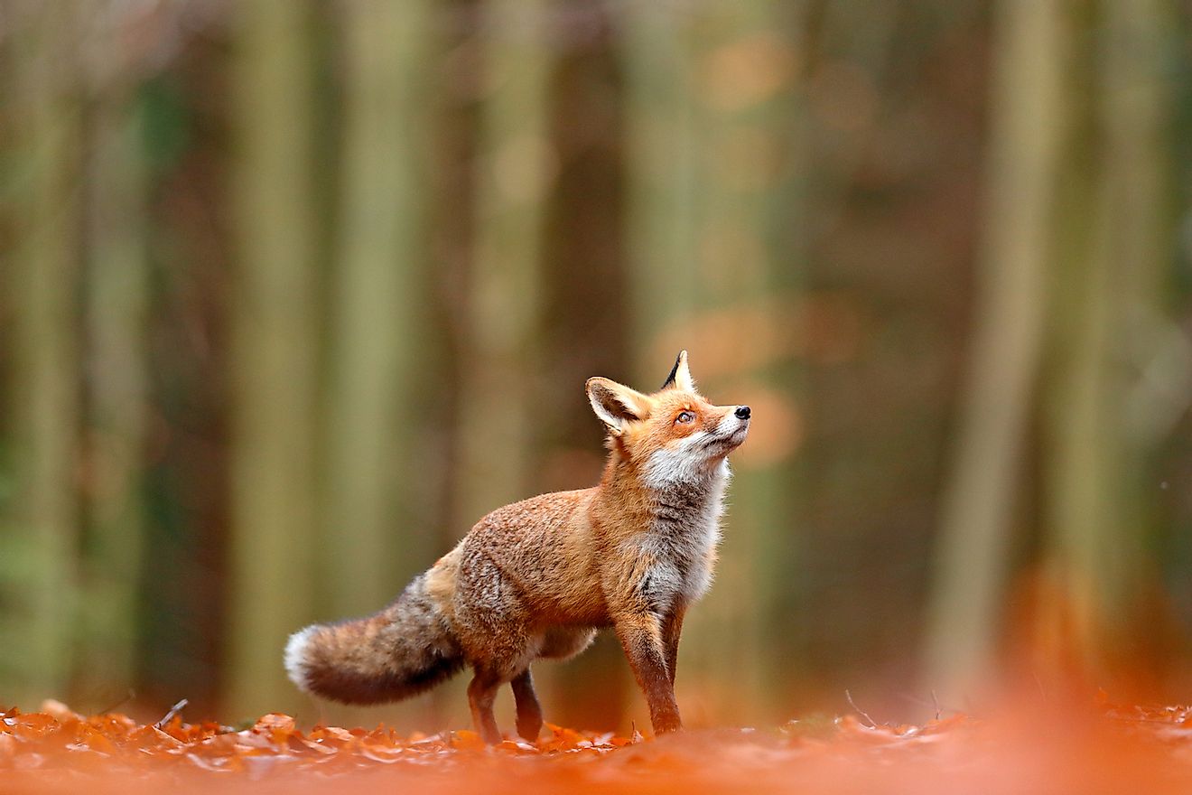 A red fox in a forest. Image credit: Ondrej Prosicky/Shutterstock.com
