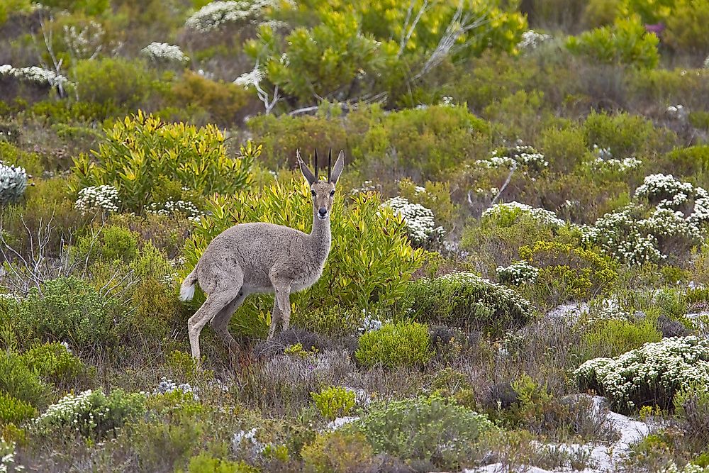 The grey Rhebuck, a species of antelope, occupies high regions such as mountain slopes and rocky hills. 