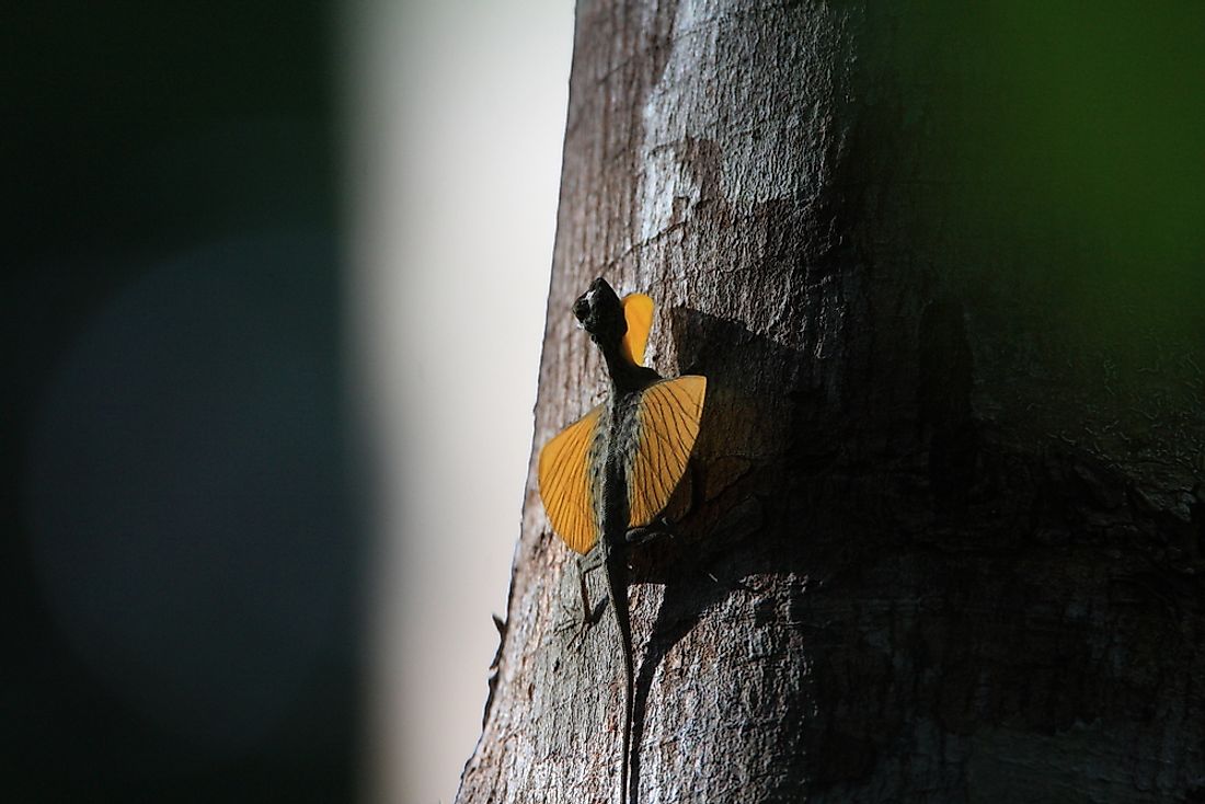 Flying lizards are native to malaysia. 