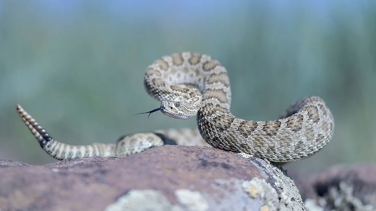 A prairie rattlesnake on a rock.