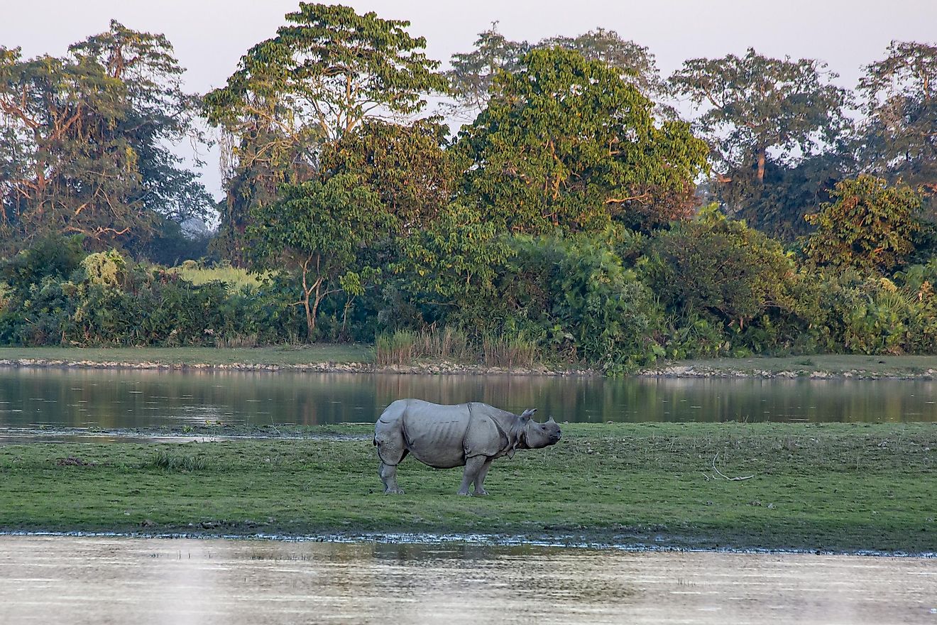 An Indian rhinoceros in the Kaziranga National Park. Image credit: Sanchi Aggarwal