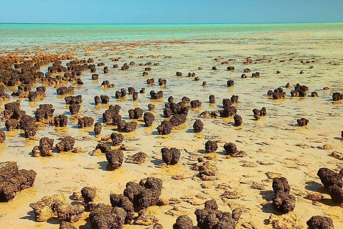 Stromatolites in Shark Bay. 