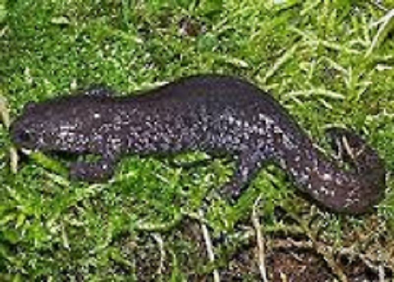 A Yiwu Salamander upon the bank of a stream.