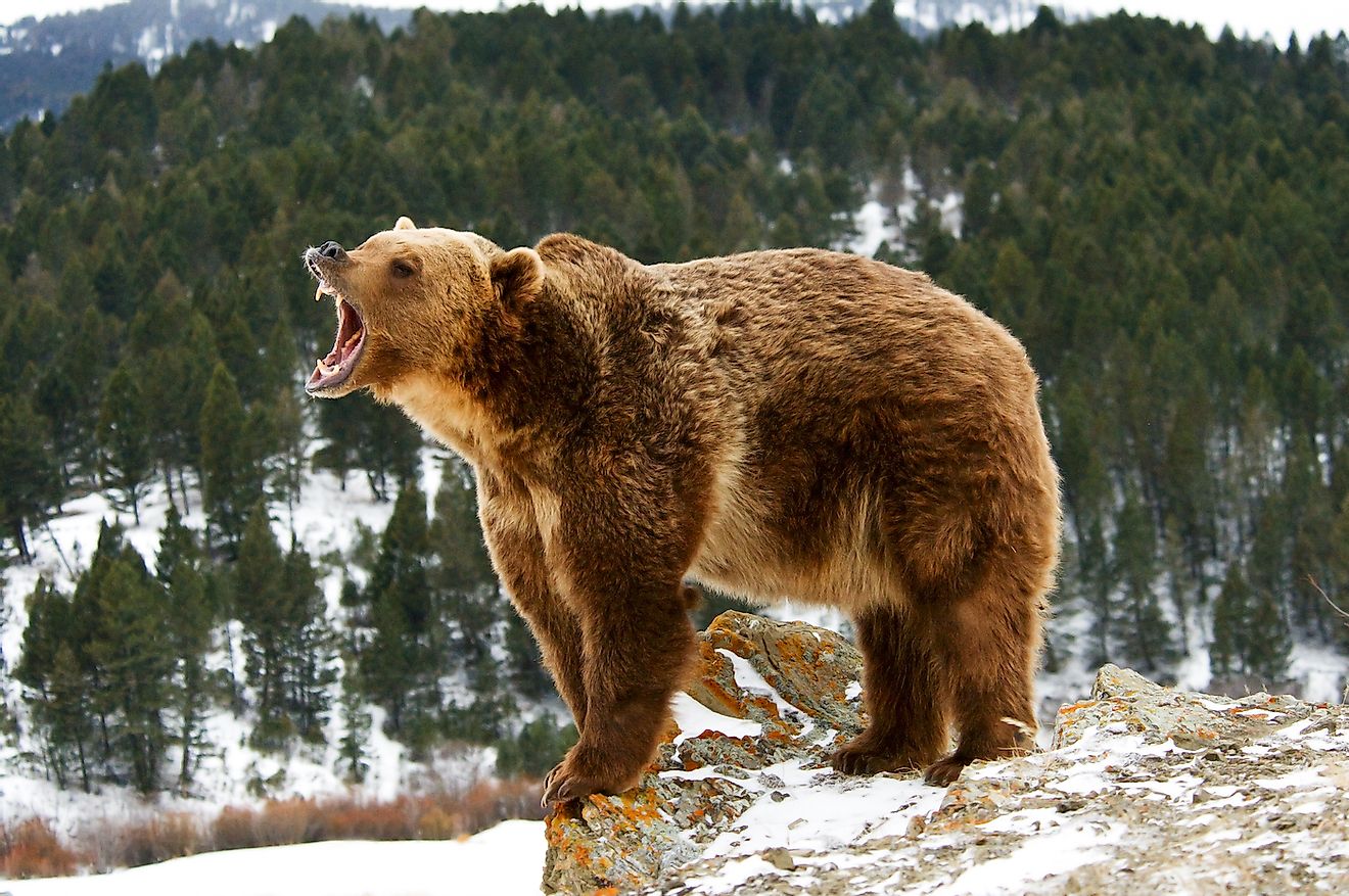 Grizzly bear growling on snowy cliff. Image credit: Scott E Read/Shutterstock.com