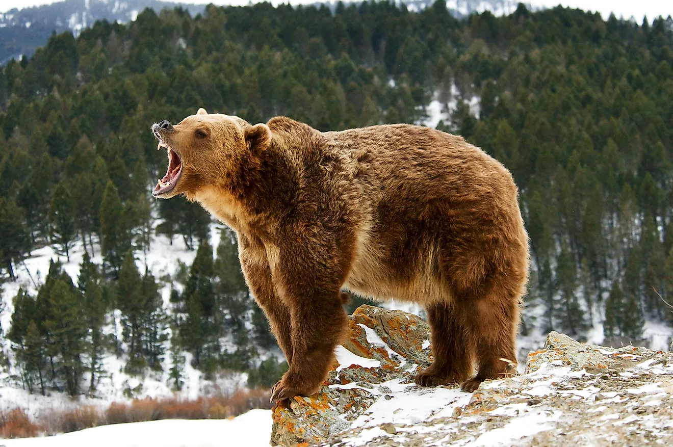 Grizzly bear growling on snowy cliff. Image credit: Scott E Read/Shutterstock.com