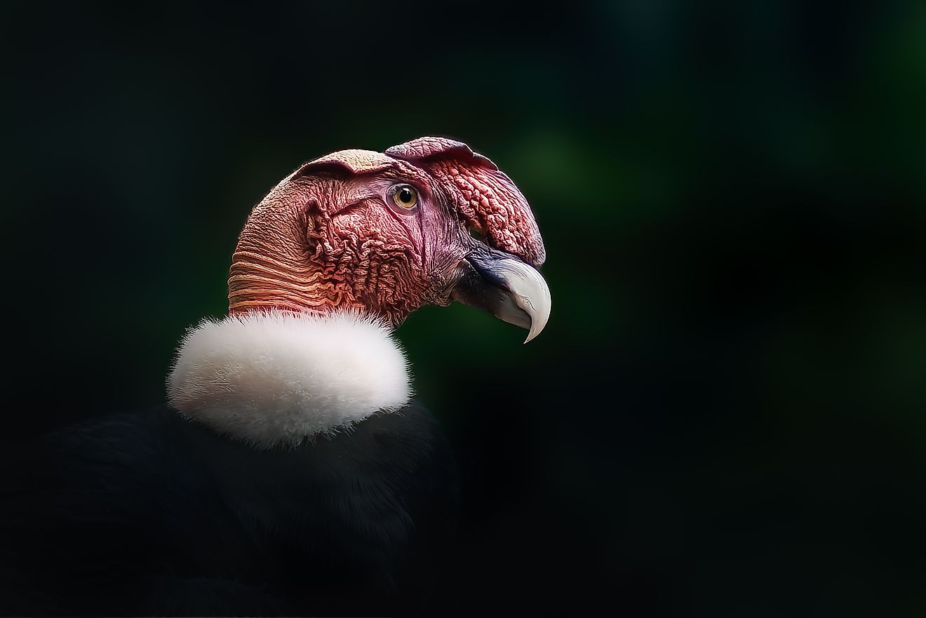An Andean condor (Vultur gryphus)