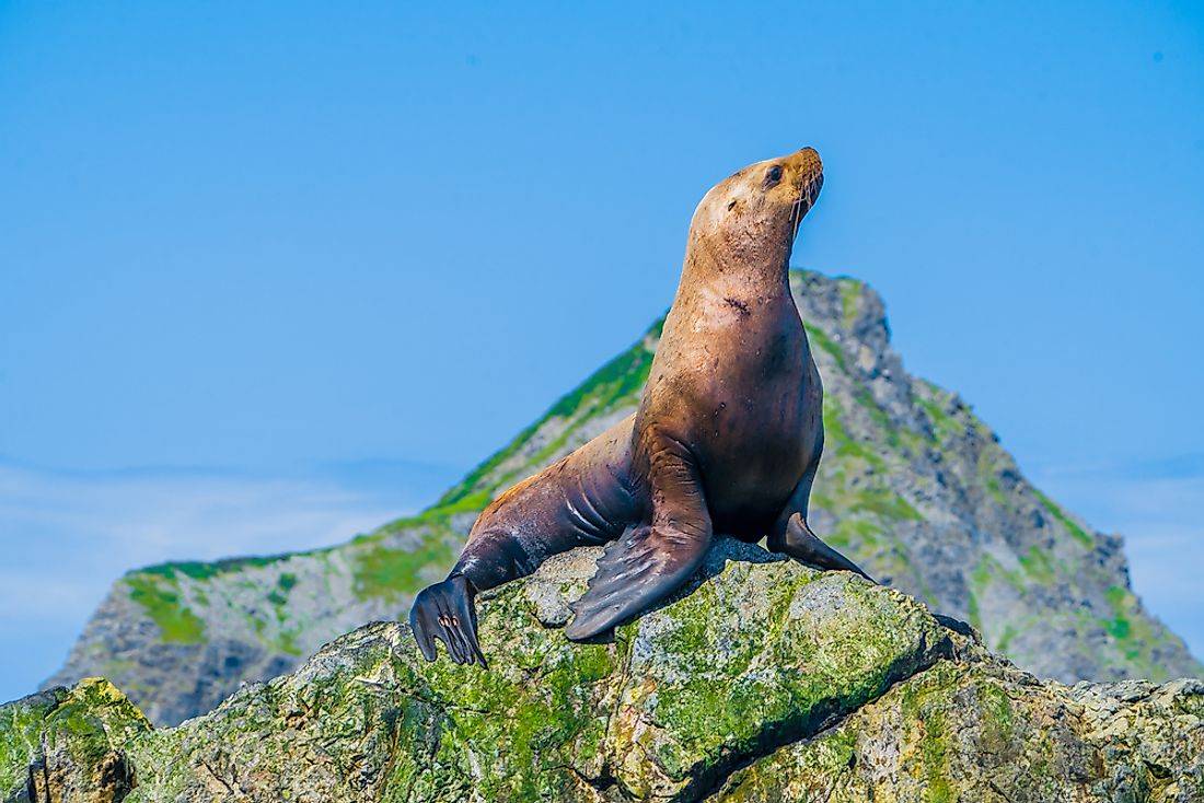 A newborn Steller sea lion stays with its mother for some few months before leaving to look for food.