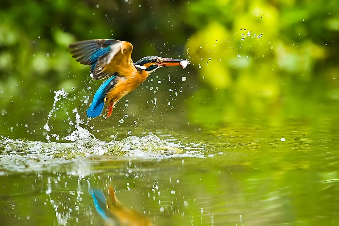 Fish are the major component of the diet of the kingfisher.