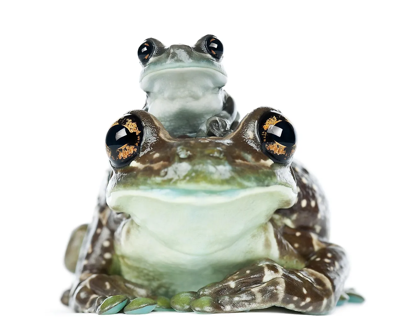 After they hatch, it only takes the Amazon milk frog offspring to progress from a tadpole to a juvenile.