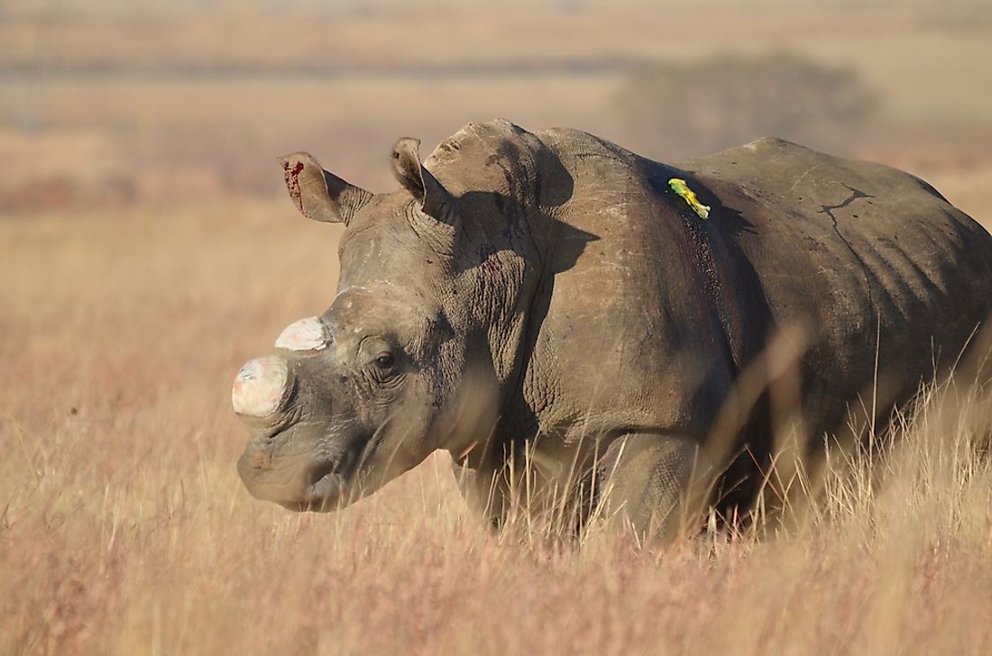A dehorned white rhino in South Africa to deter potential poachers.