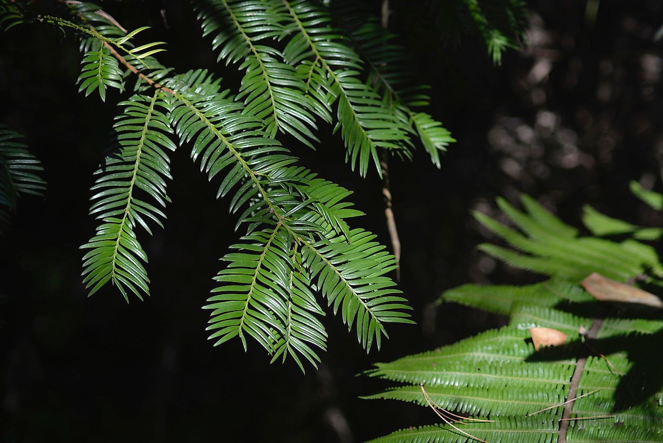 Taxus mairei (Maire’s yew in Nepal). Image credit: Sanjay Paudel/Greenhood Nepal