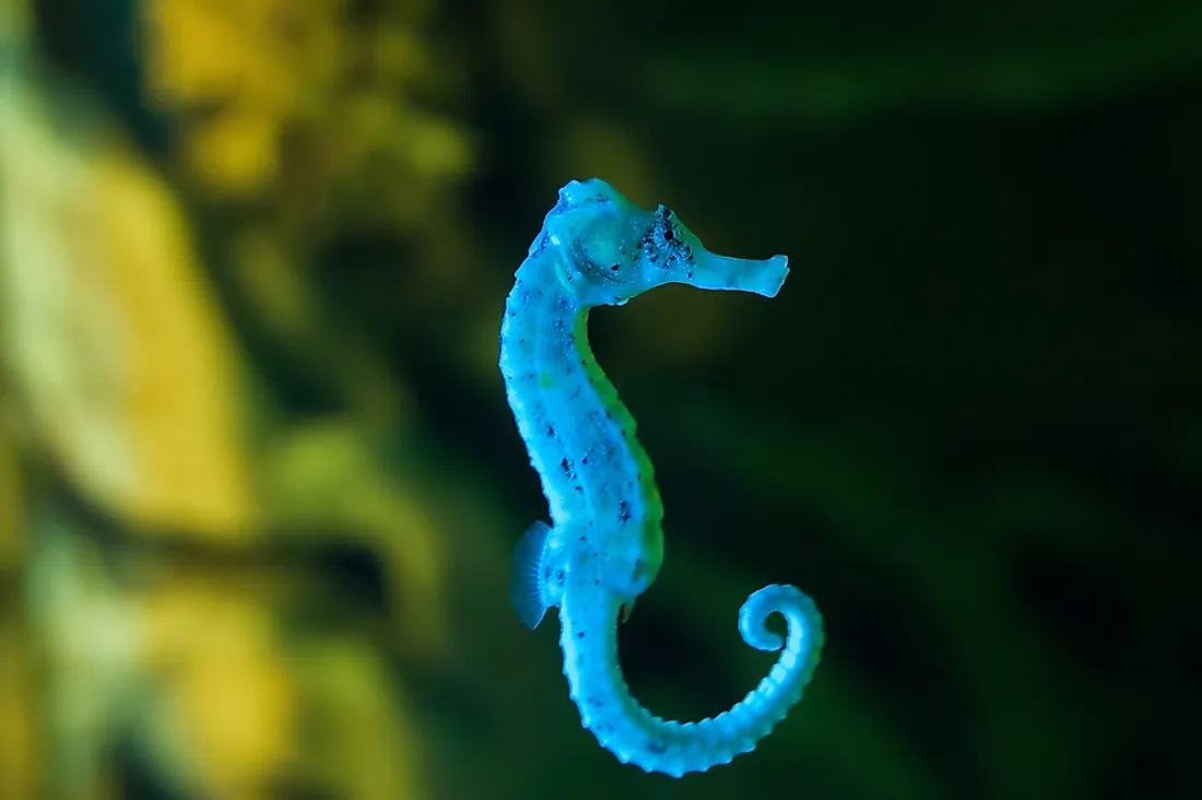 Seahorse Facts - Animals of the Ocean - WorldAtlas