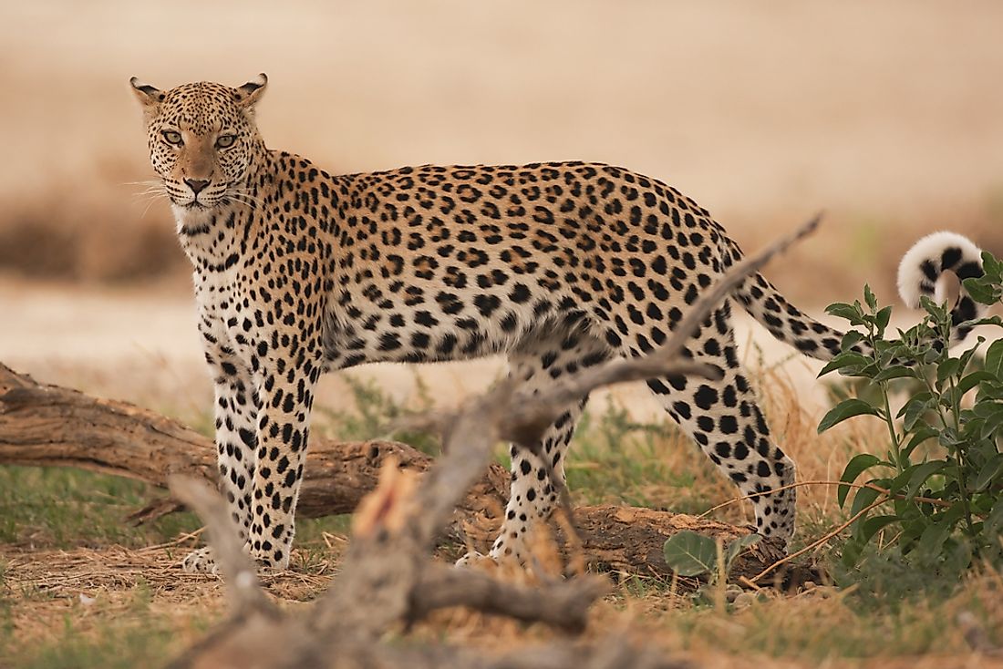 A beautiful leopard in the Kalahari Desert. Image credit: Bildagentur Zoonar GmbH/Shutterstock.com