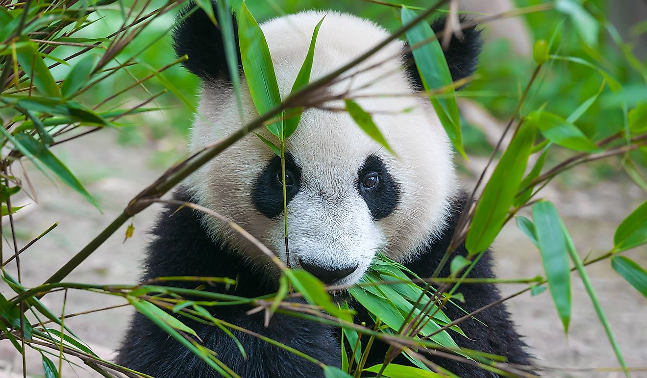 A giant panda in China.