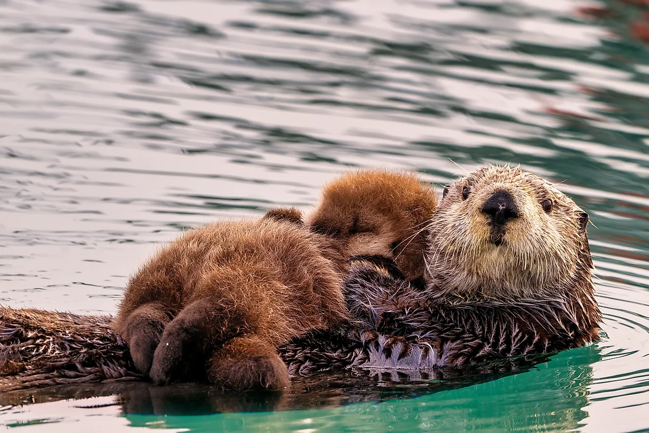 A sea otter with her newborn pup in the waters of Homer, Alaska. Credit: Wirestock Creators/ Shutterstock.com