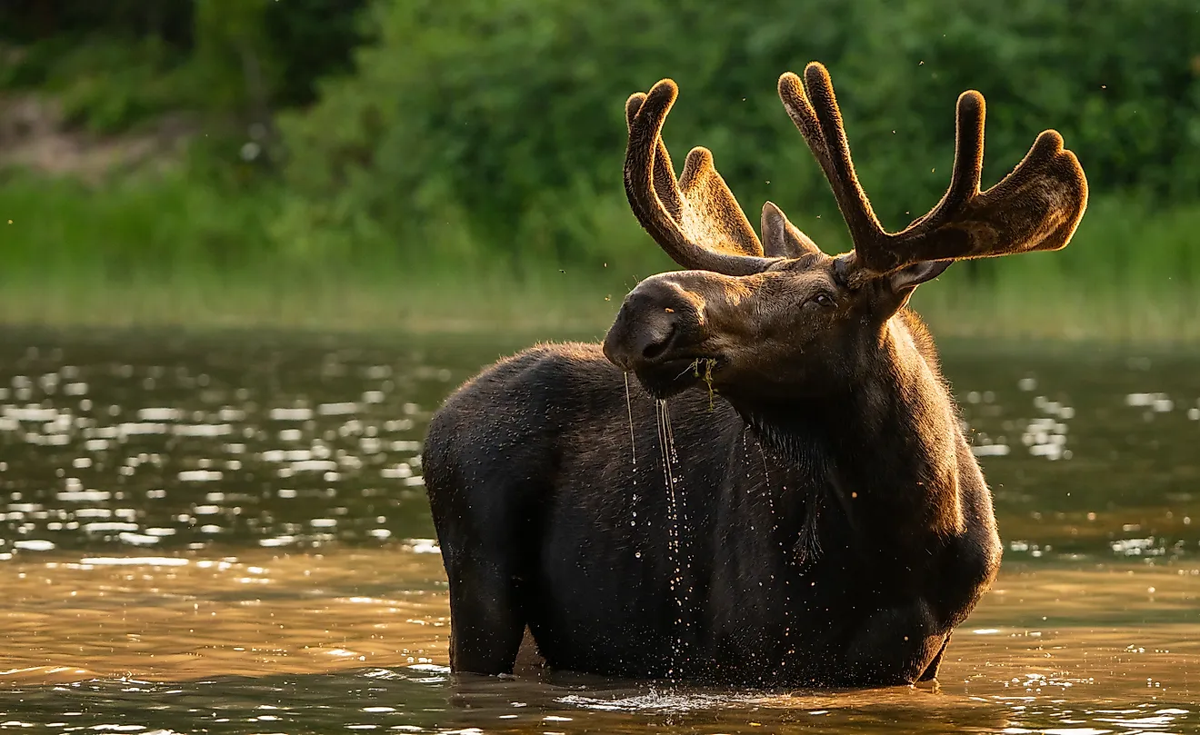 Moose are responsible for some of the most human-wildlife encounters to date. Credit: Kelly VanDellen/ Shutterstock.com