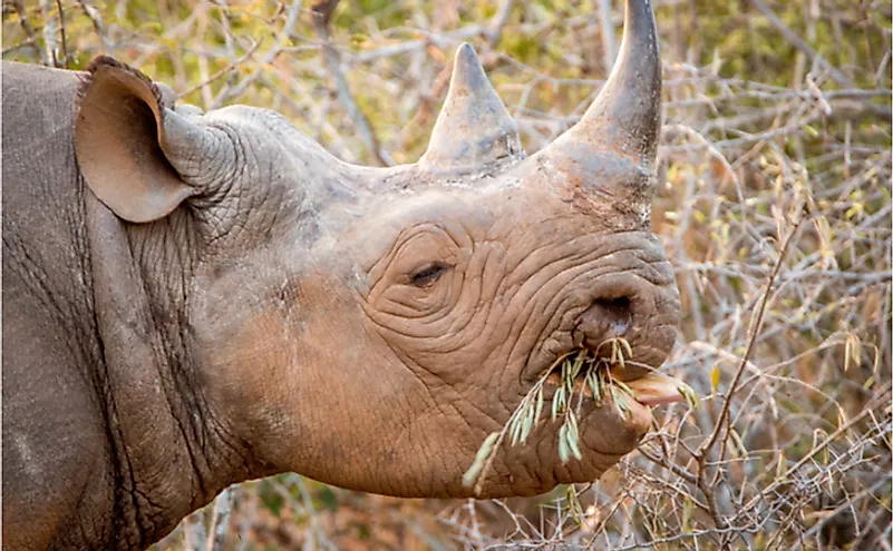 Black rhino eating from a bush in the Kruger National Park, South Africa.