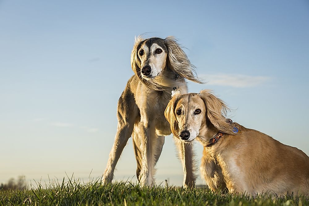 Saluki dogs.