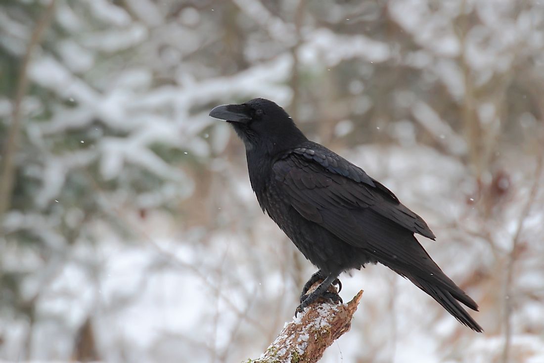 A raven. 