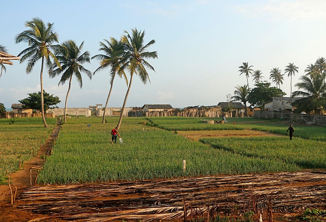 The agricultural landscape in Benin. 