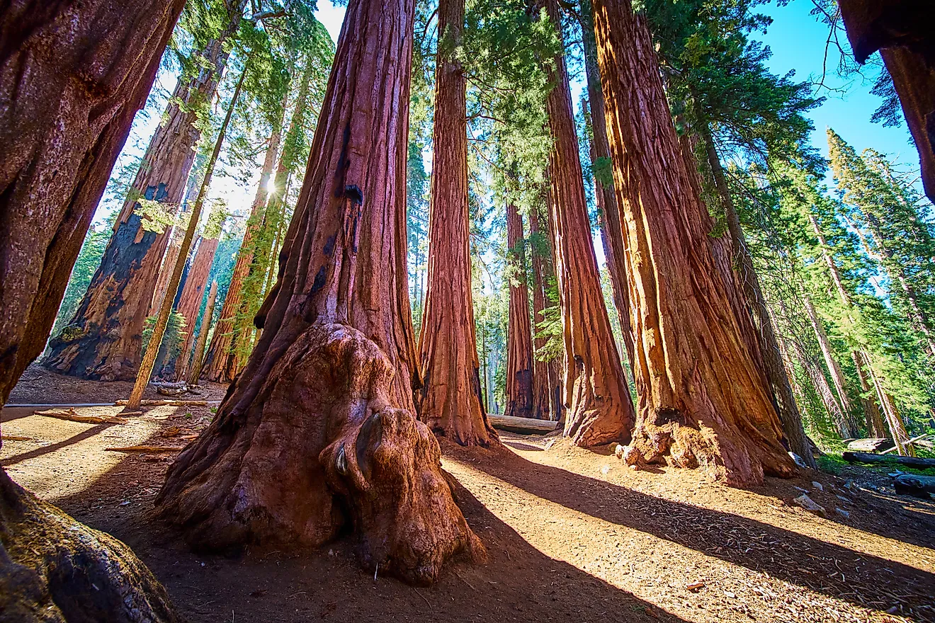 Giant Sequoia Trees Sunburst and Forest Trail in Sequoia National Park