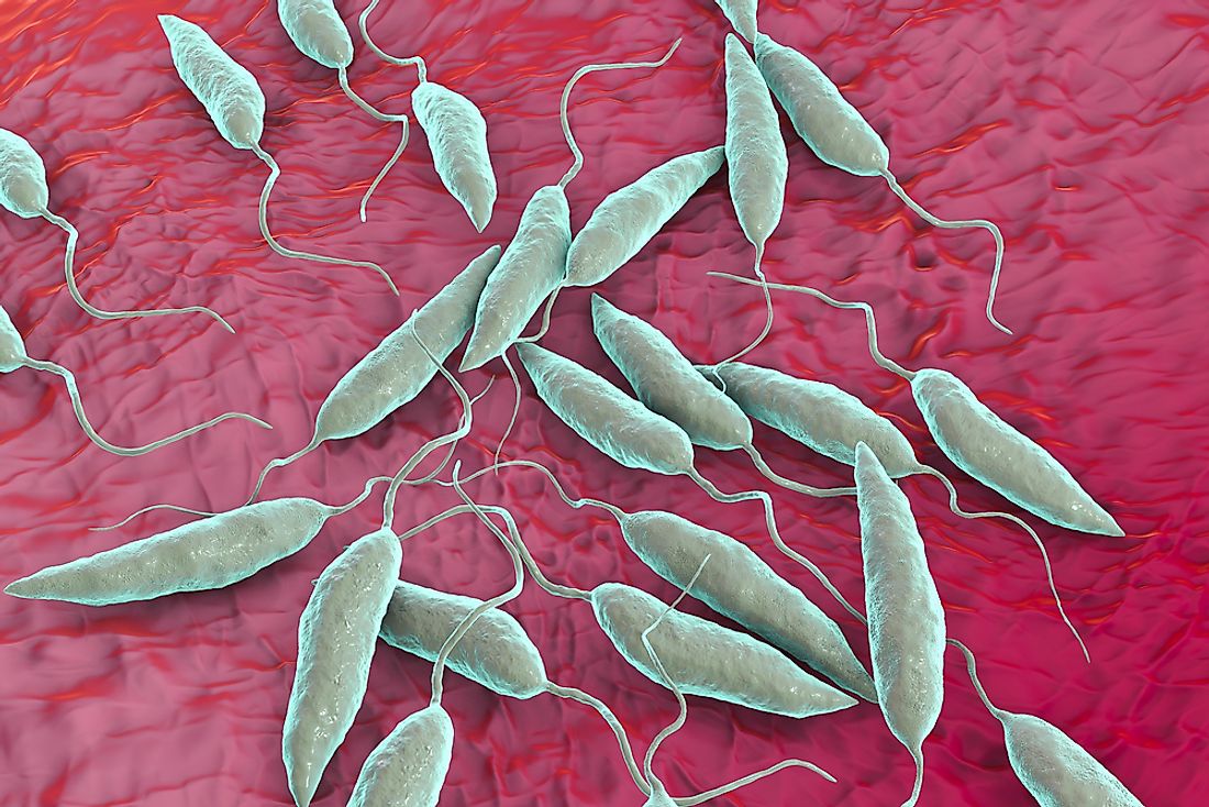 Promastigotes of Leishmania parasite which cause leishmaniasis.